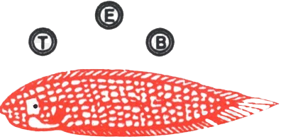 PT. TRIDAYA ERAMINA BAHARI